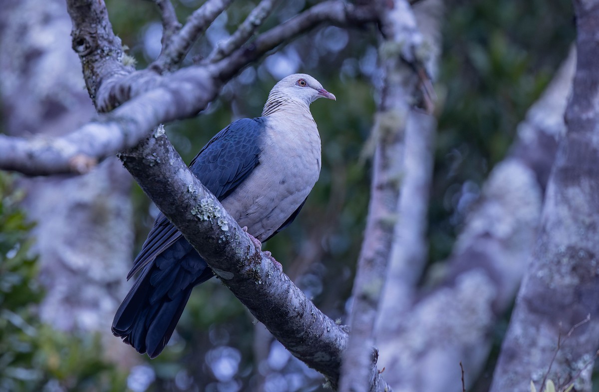 White-headed Pigeon - Geoff Dennis