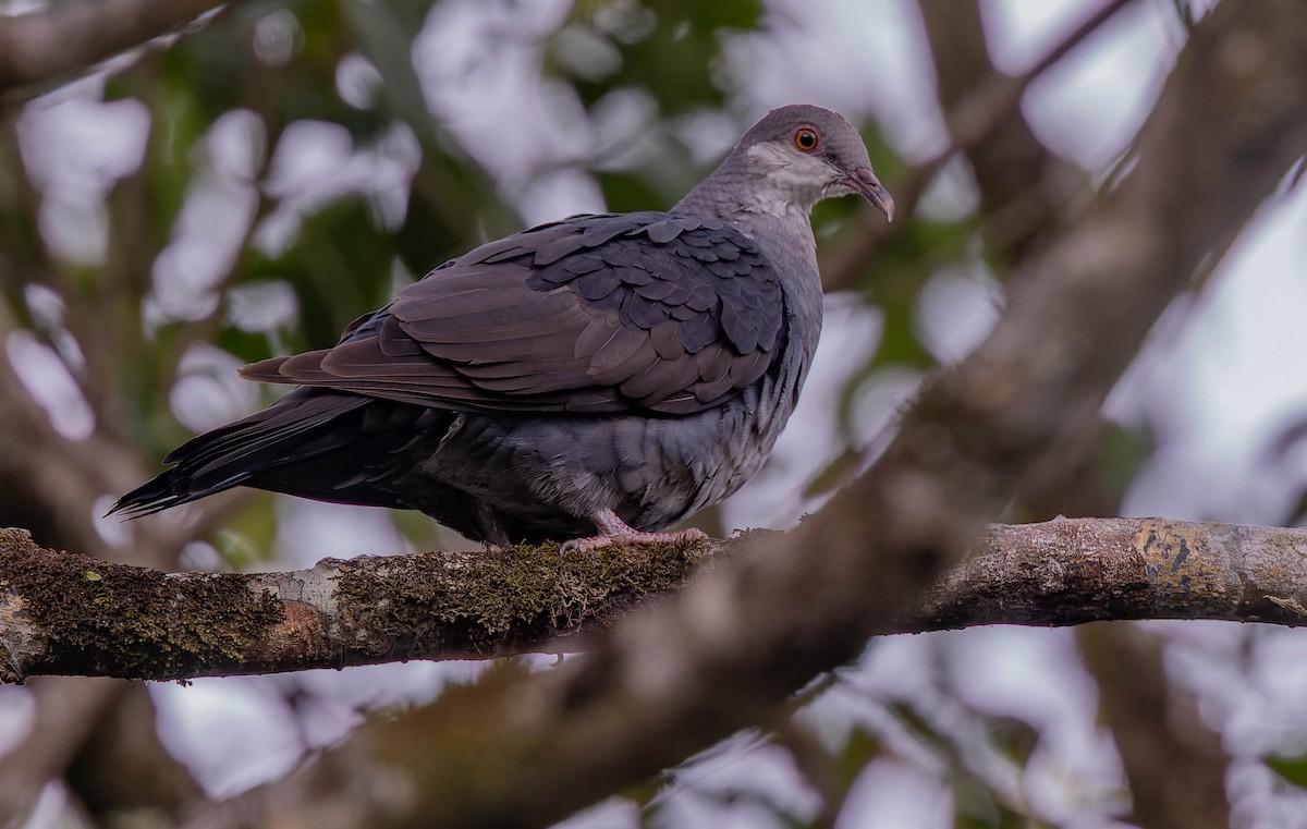 White-headed Pigeon - ML623900620