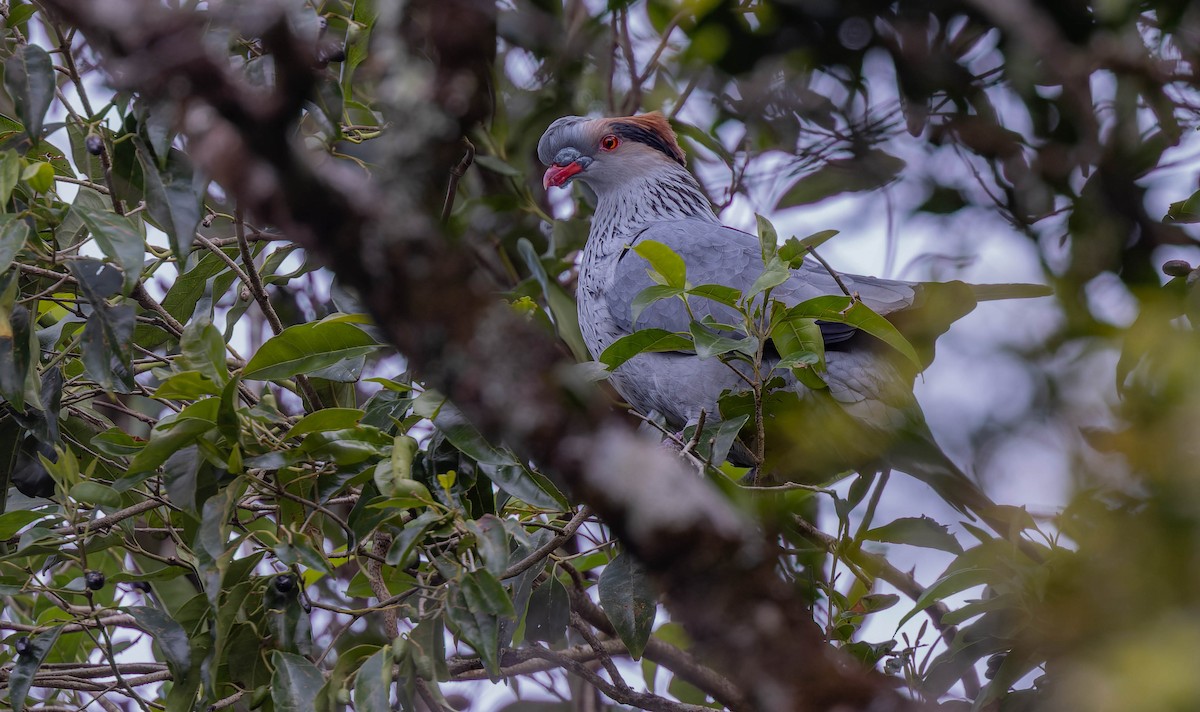 Topknot Pigeon - ML623900637