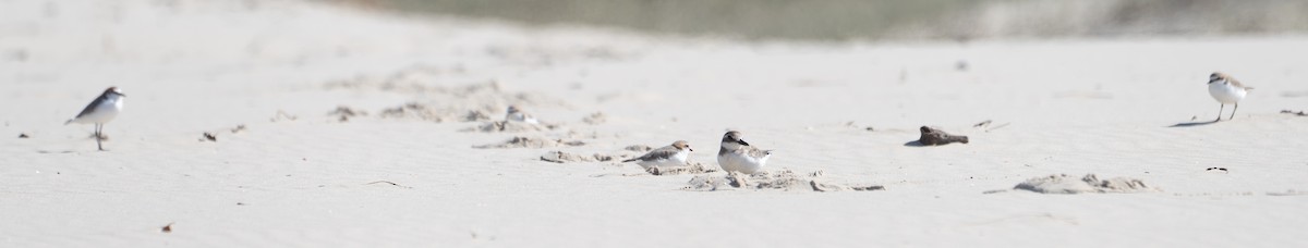 Greater Sand-Plover - ML623900641