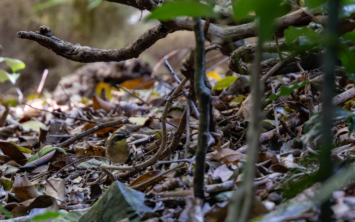 Yellow-throated Scrubwren - ML623900651