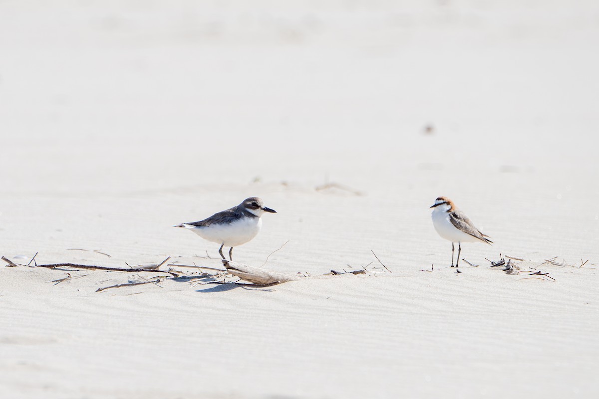 Greater Sand-Plover - ML623900679