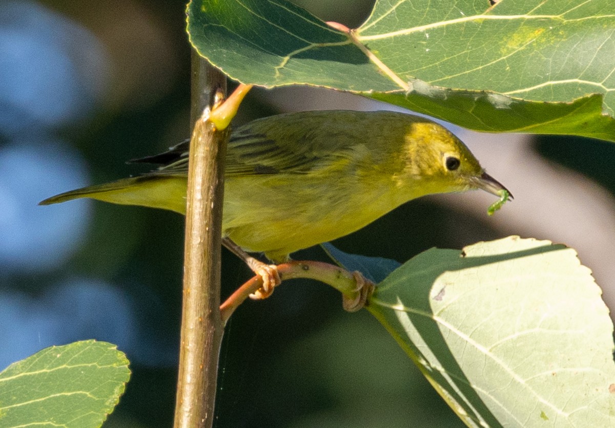 Wilson's Warbler - ML623900696