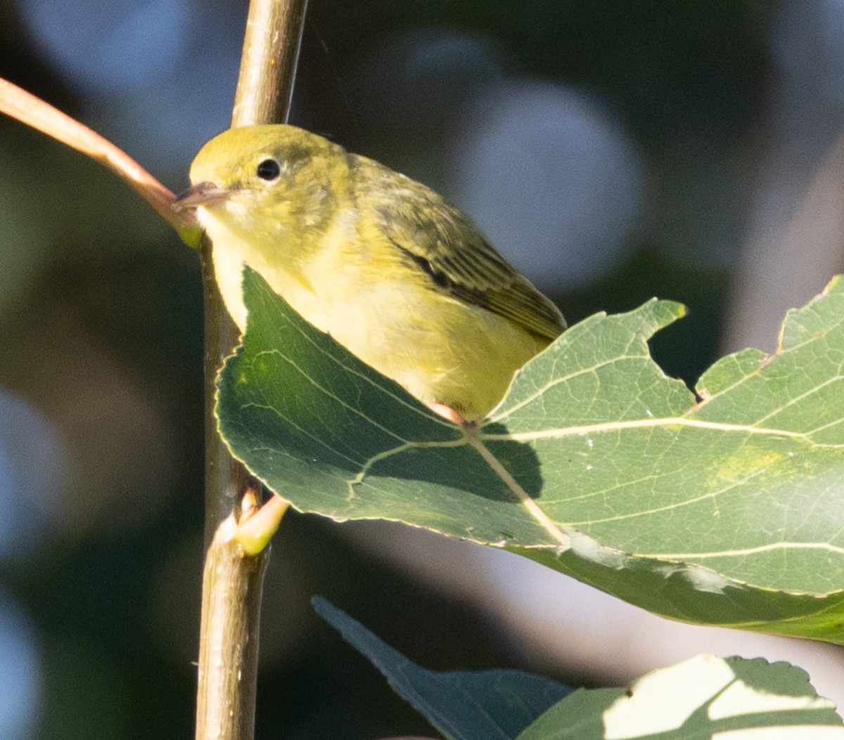 Wilson's Warbler - ML623900697