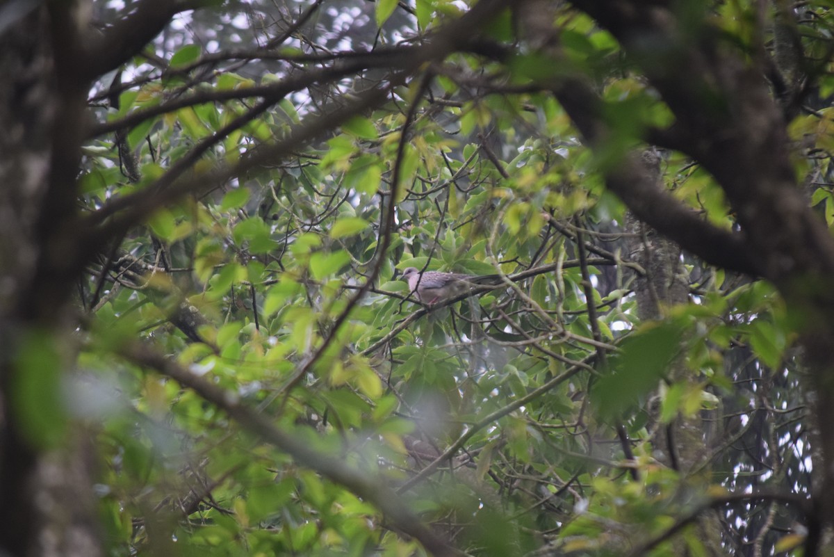 Spotted Dove - ML623900709