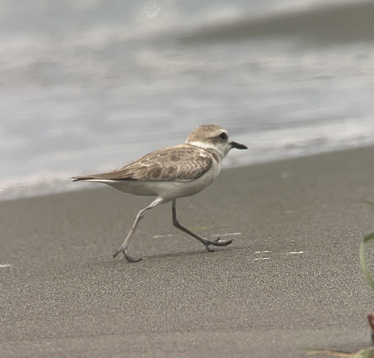 Snowy Plover - Rogers "Caribbean Naturalist" Morales