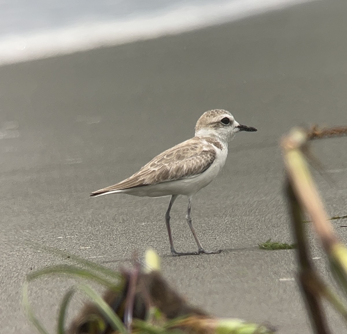 Snowy Plover - Rogers "Caribbean Naturalist" Morales