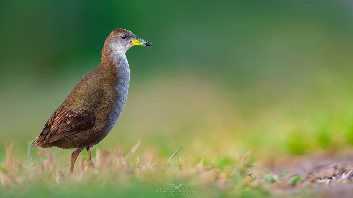 紅腳苦惡鳥 - ML623900721