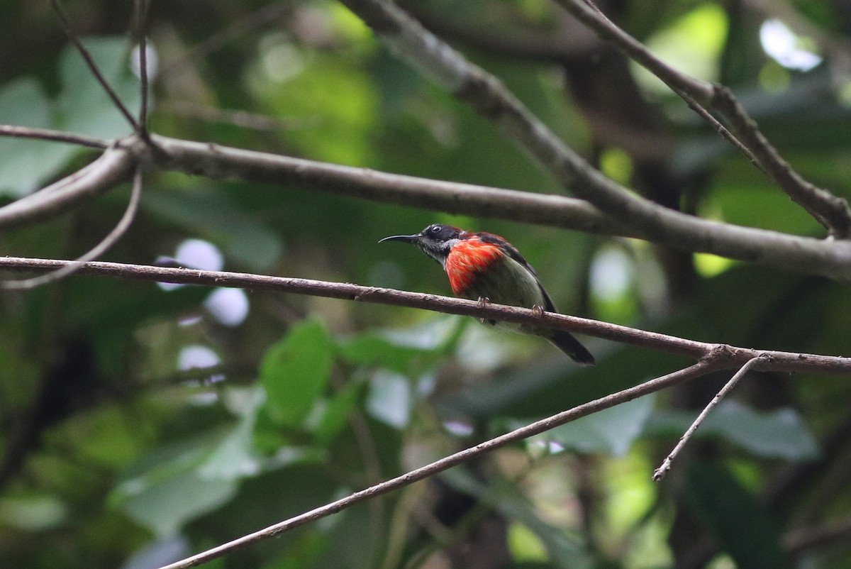 Black-throated Sunbird - Mardy Sean (SVC)