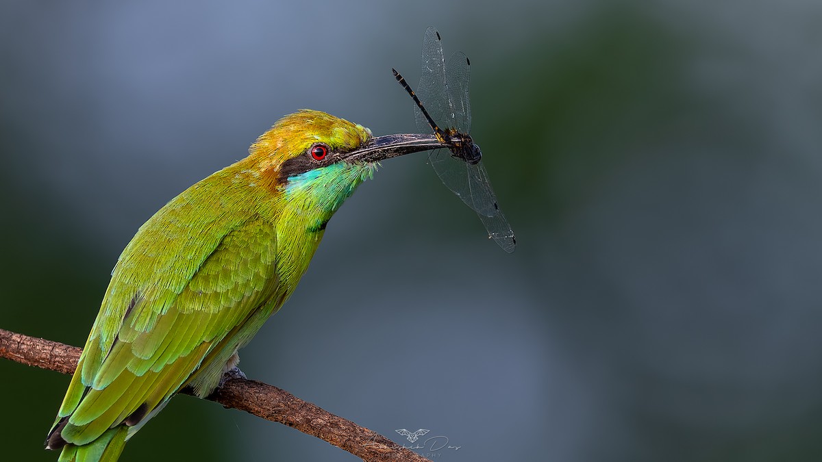 Asian Green Bee-eater - ML623900730