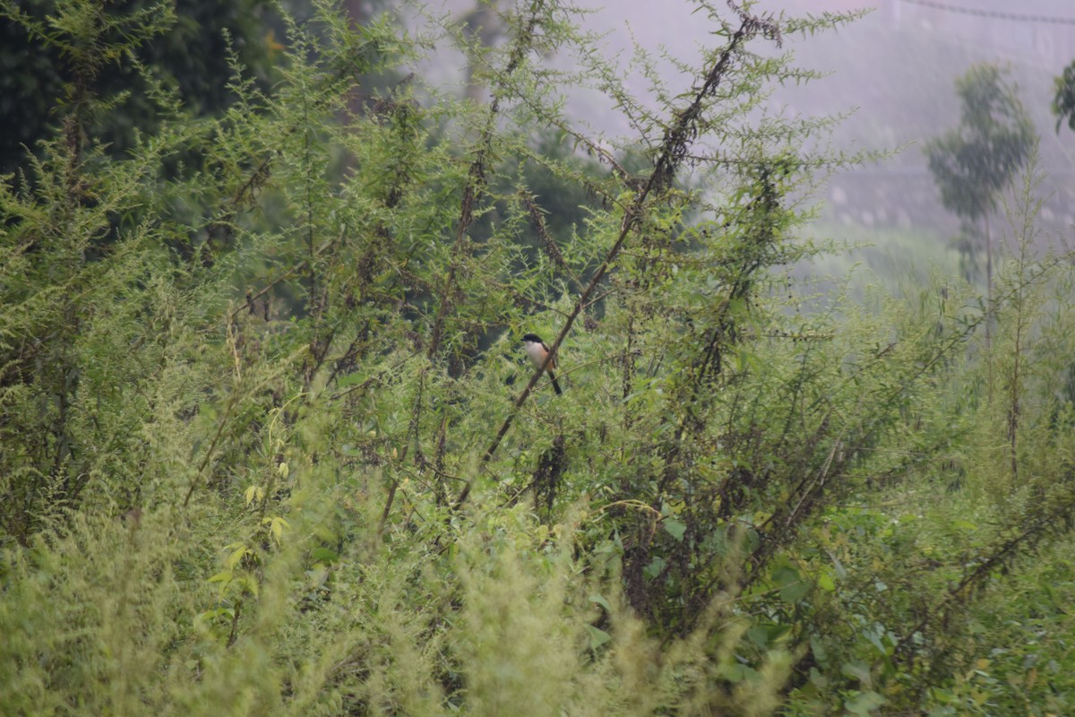 Long-tailed Shrike - ML623900736