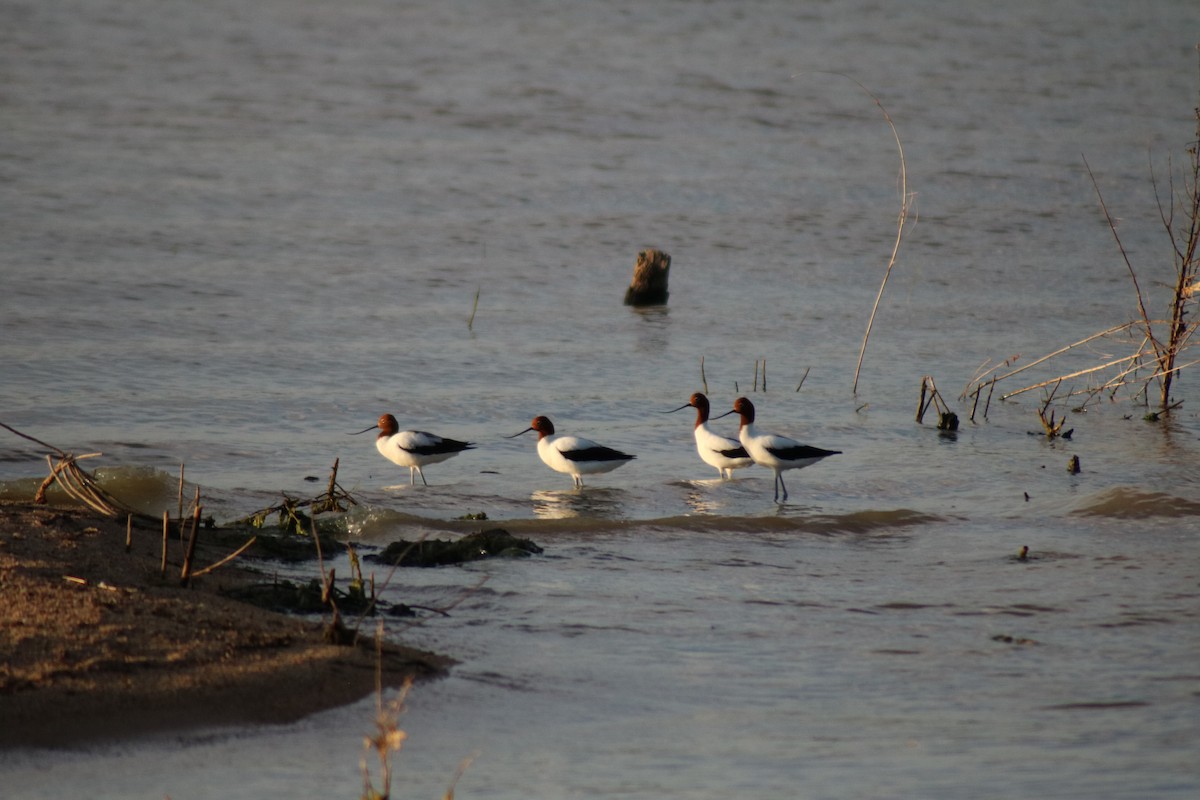 Red-necked Avocet - ML623900755