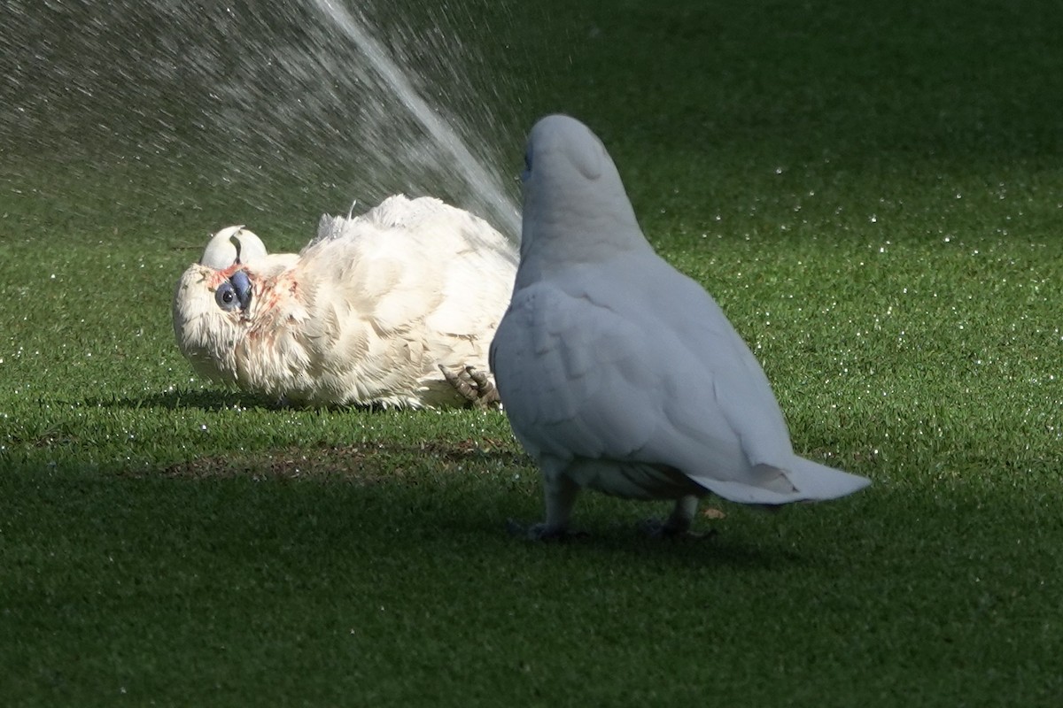 Little Corella - John Beckworth