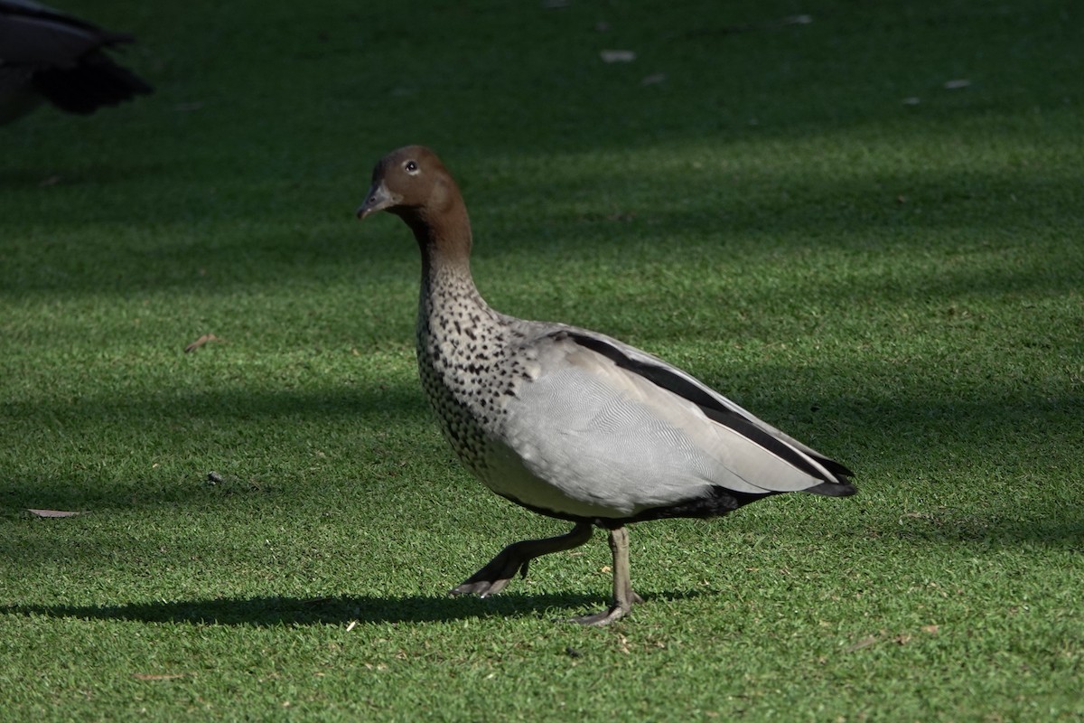 Maned Duck - ML623900770