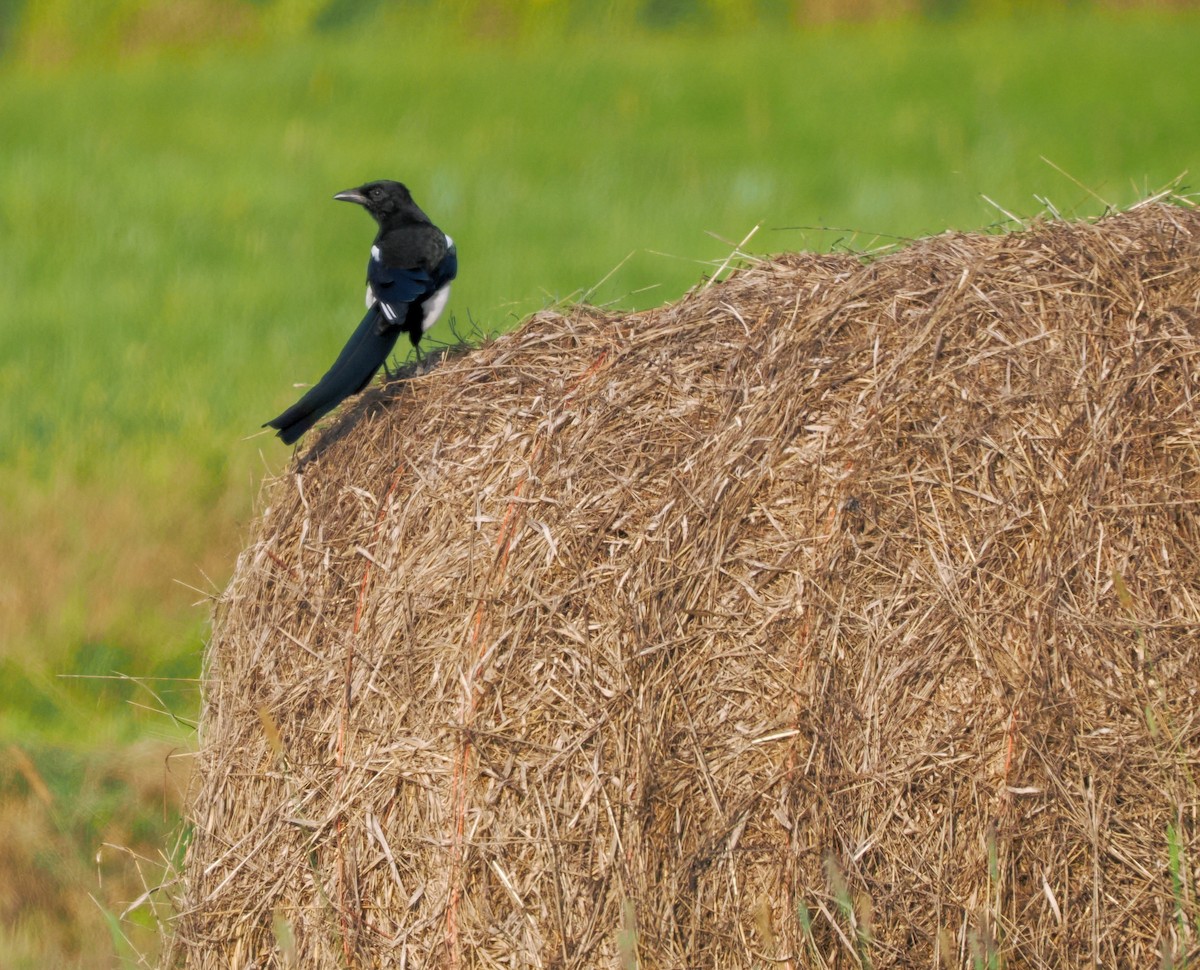 Black-billed Magpie - ML623900781