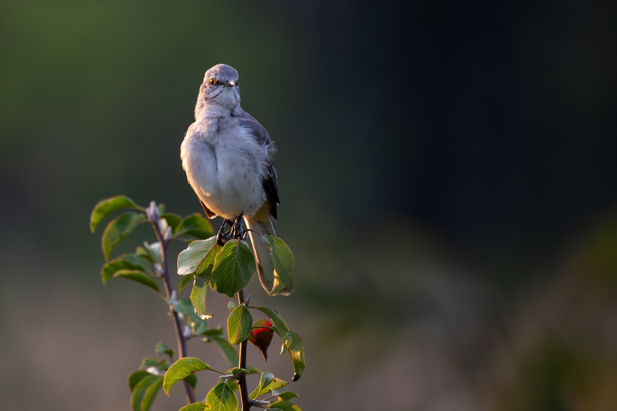 Northern Mockingbird - N KC