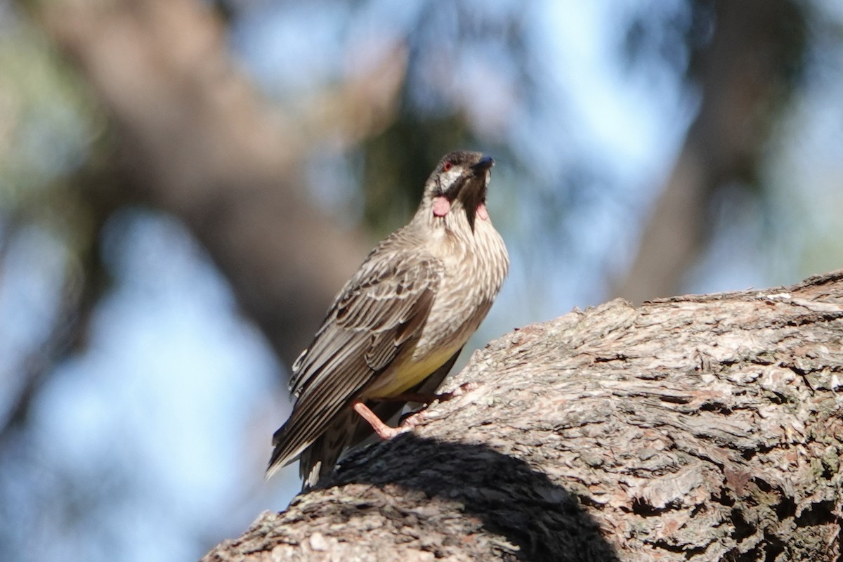 Red Wattlebird - ML623900793