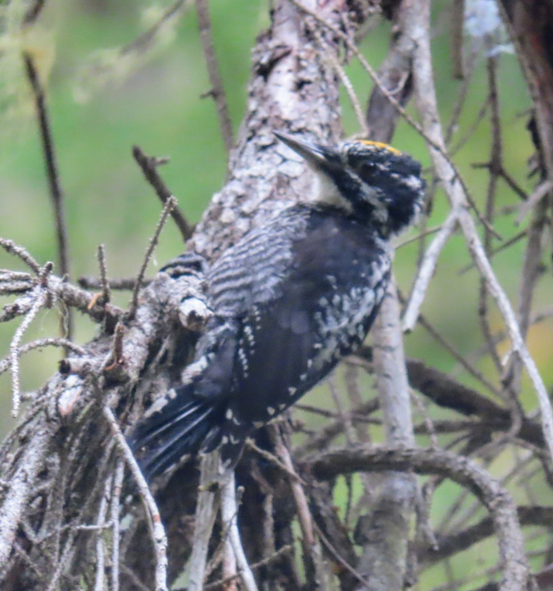 American Three-toed Woodpecker - ML623900796