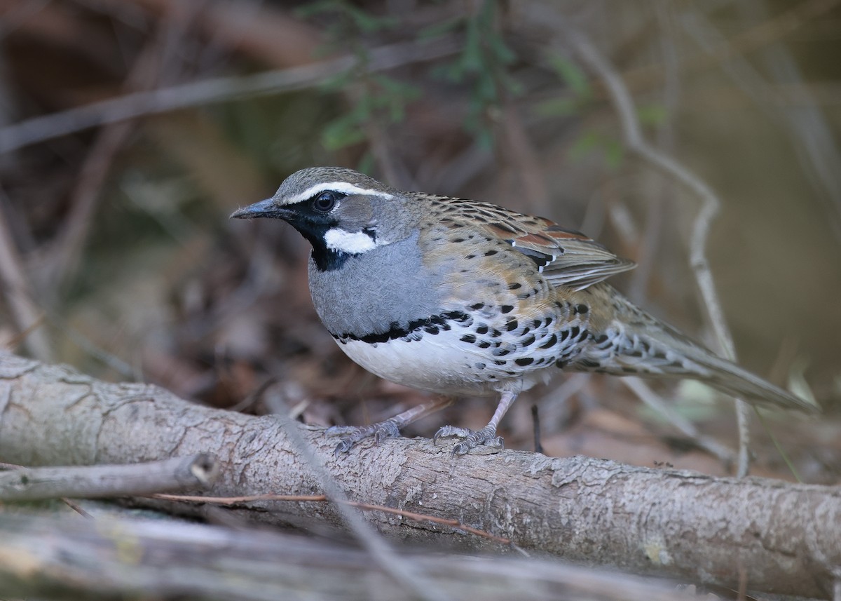 Spotted Quail-thrush - ML623900798