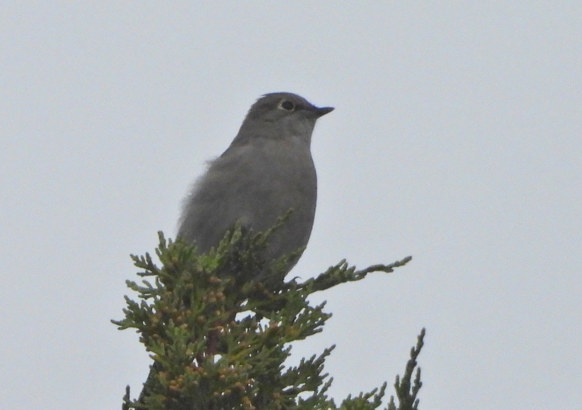 Townsend's Solitaire - ML623900801