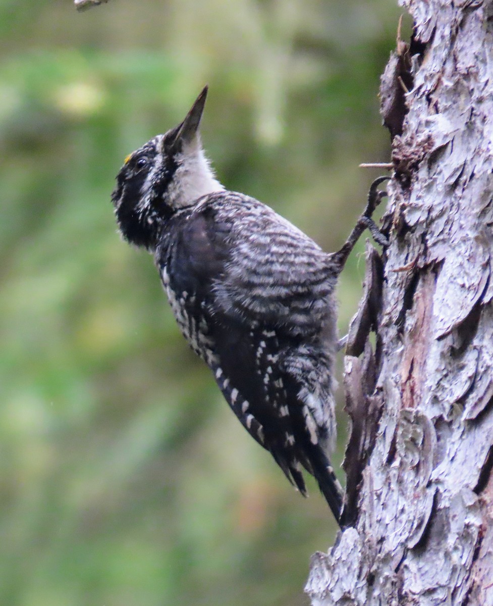 American Three-toed Woodpecker - David Schmalz