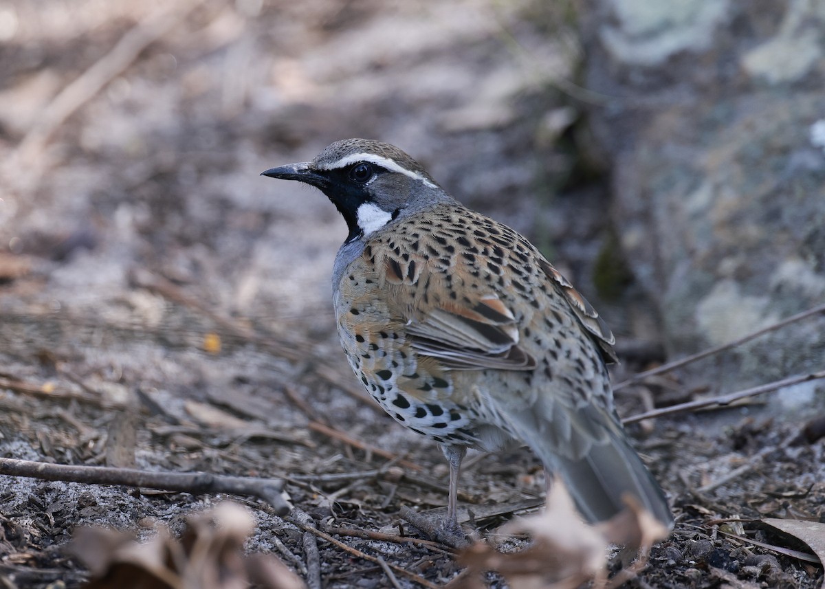 Spotted Quail-thrush - ML623900809