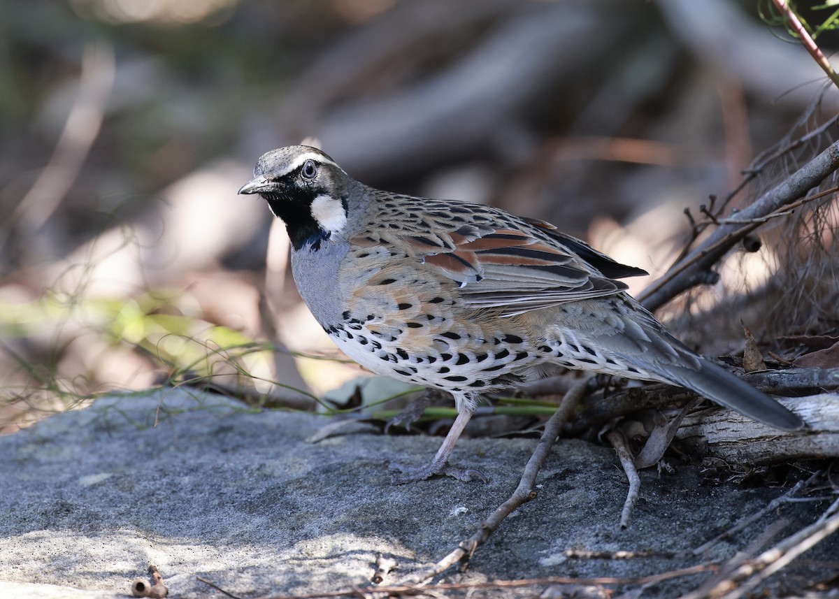 Spotted Quail-thrush - ML623900812