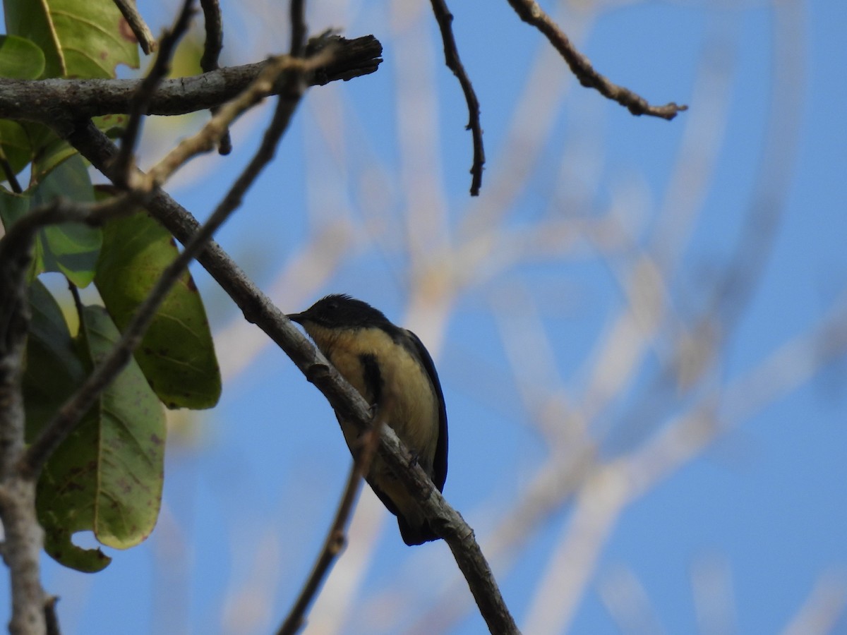 Cambodian Flowerpecker - ML623900816