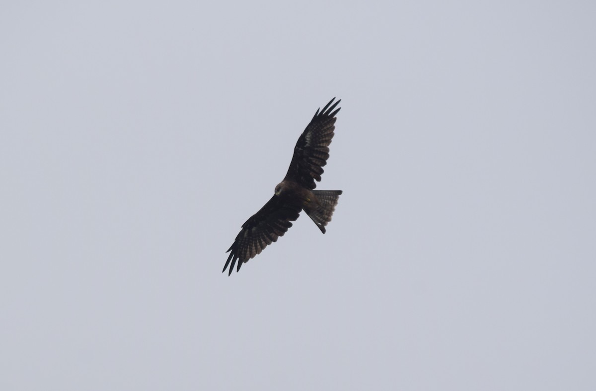 Black Kite - ML623900818