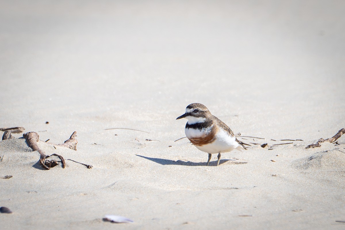 Double-banded Plover - ML623900842