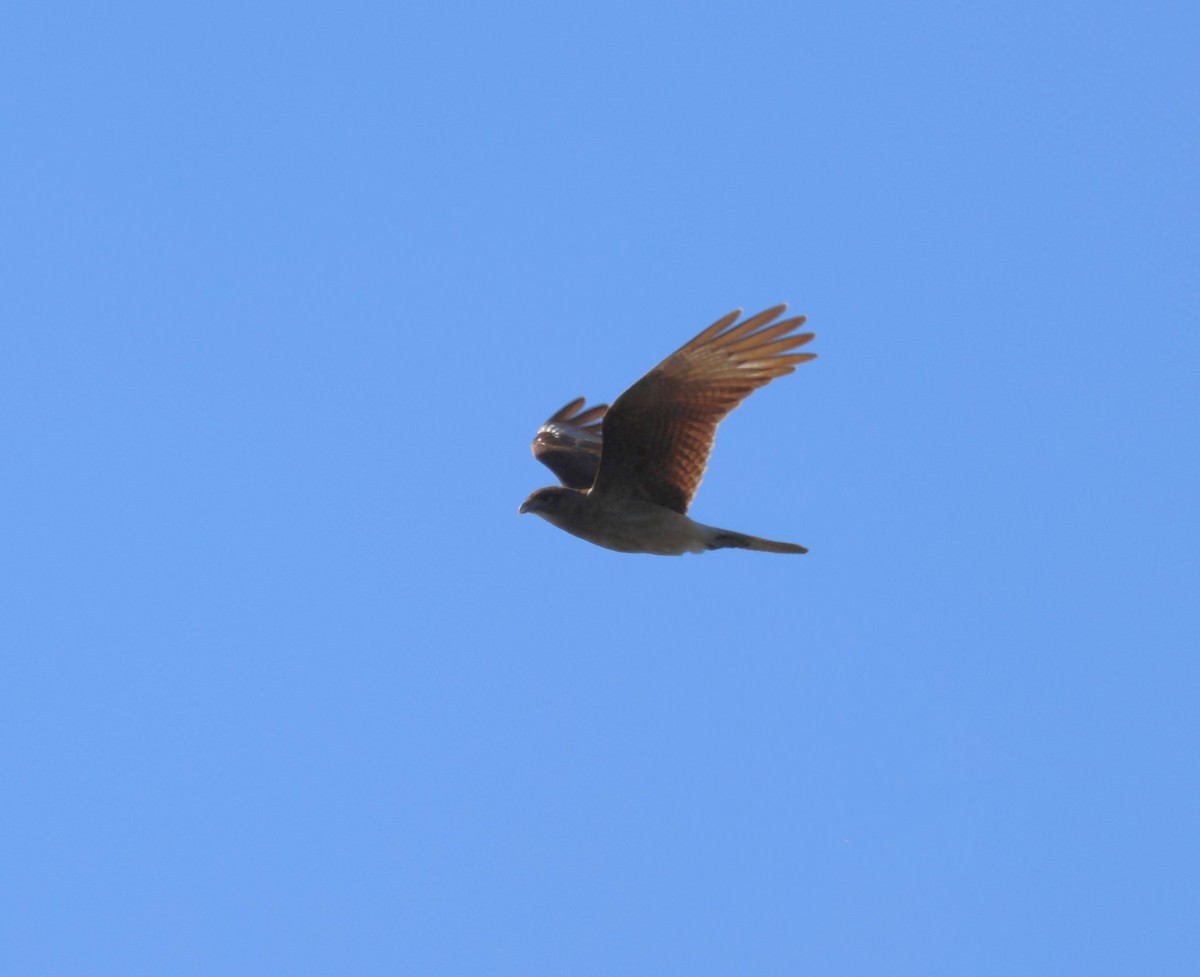 Chimango Caracara - ML623900846