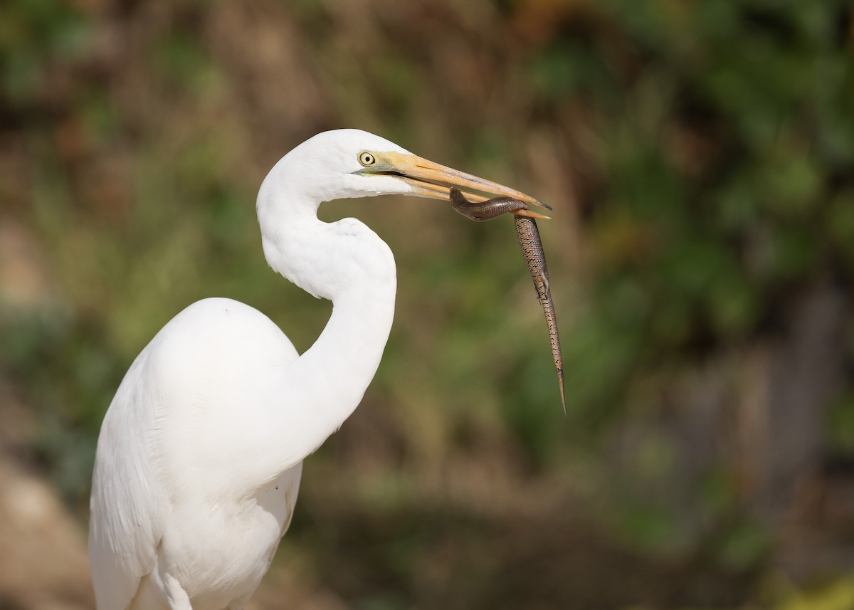 Grande Aigrette - ML623900847