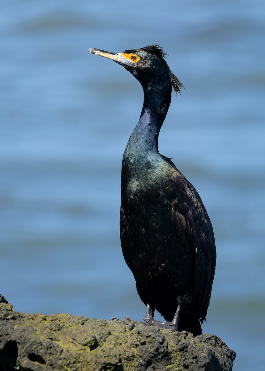 Red-faced Cormorant - ML623900855