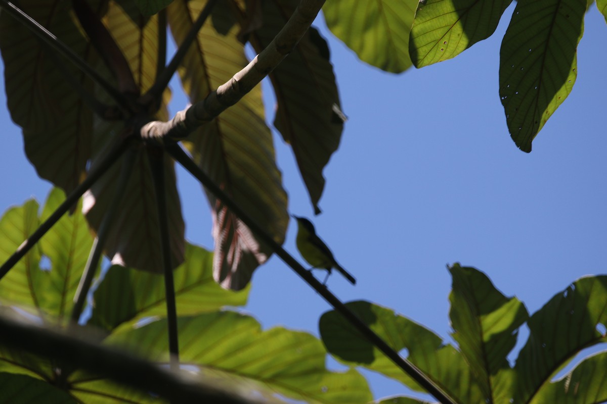 Common Tody-Flycatcher - ML623900869