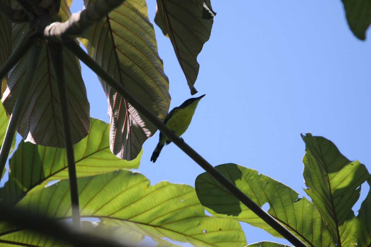 Common Tody-Flycatcher - ML623900870