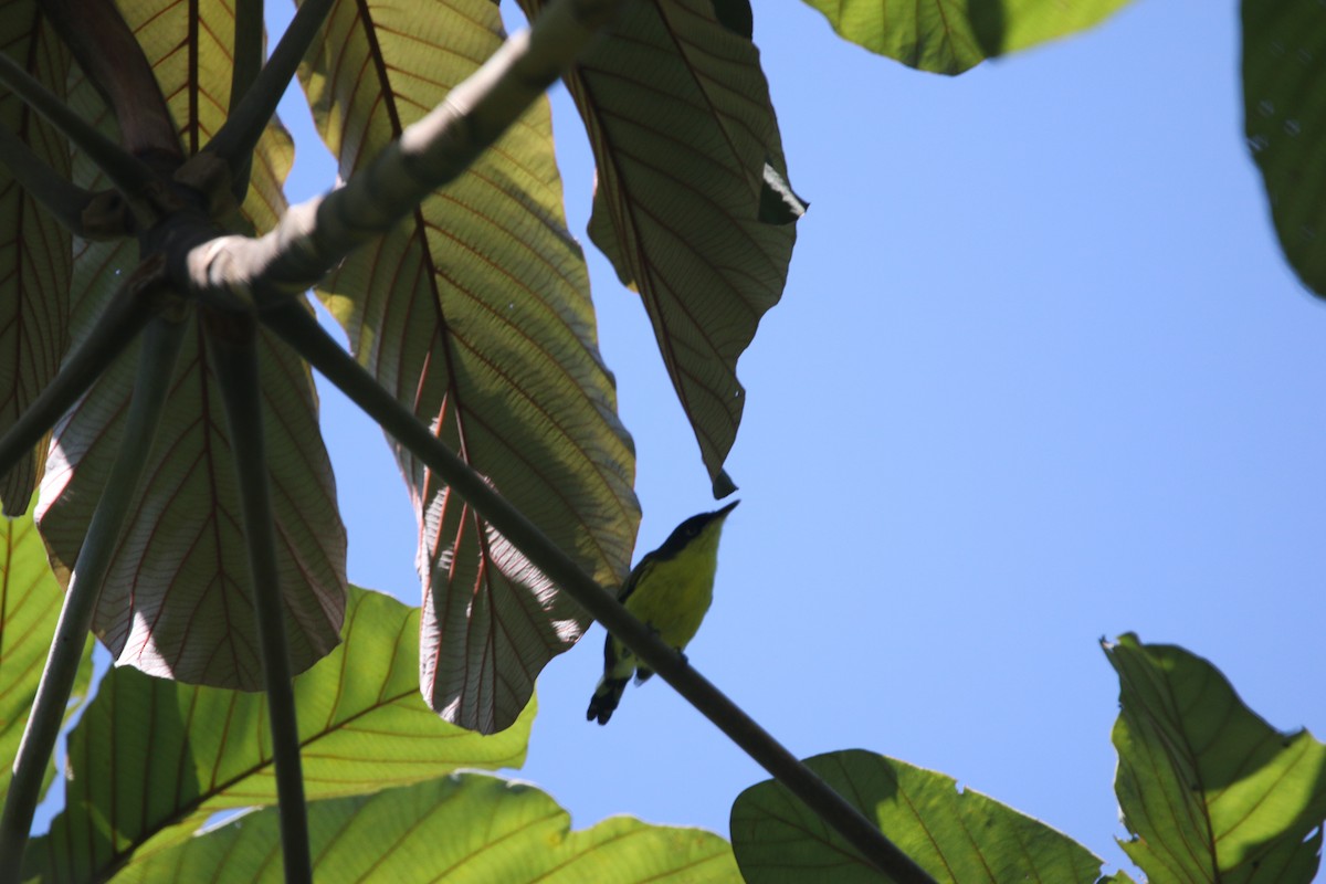 Common Tody-Flycatcher - ML623900871