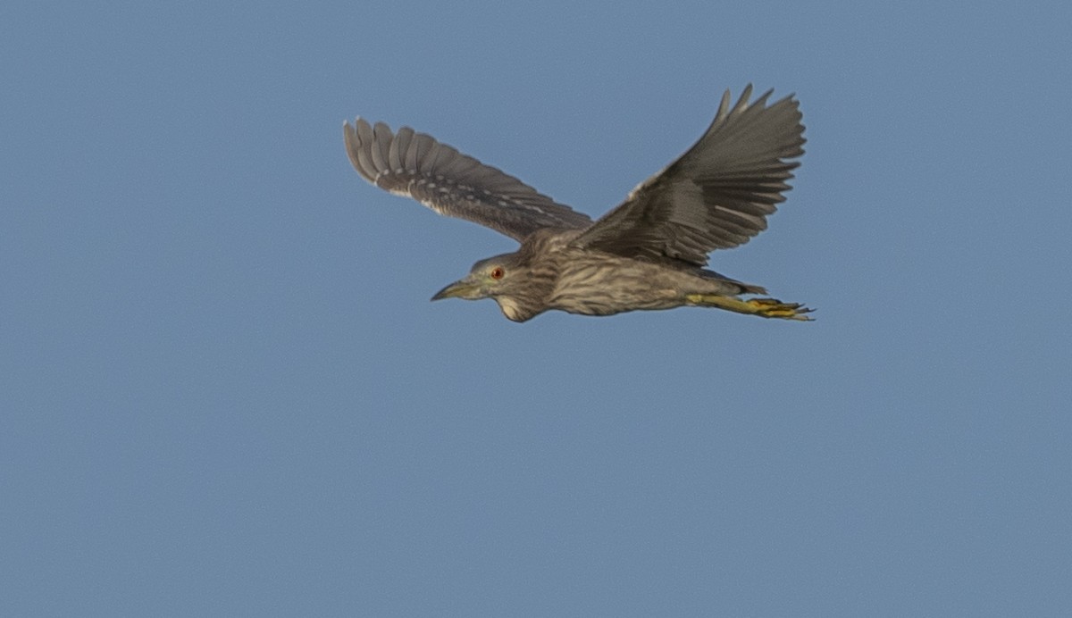 Black-crowned Night Heron - Steve Hovey