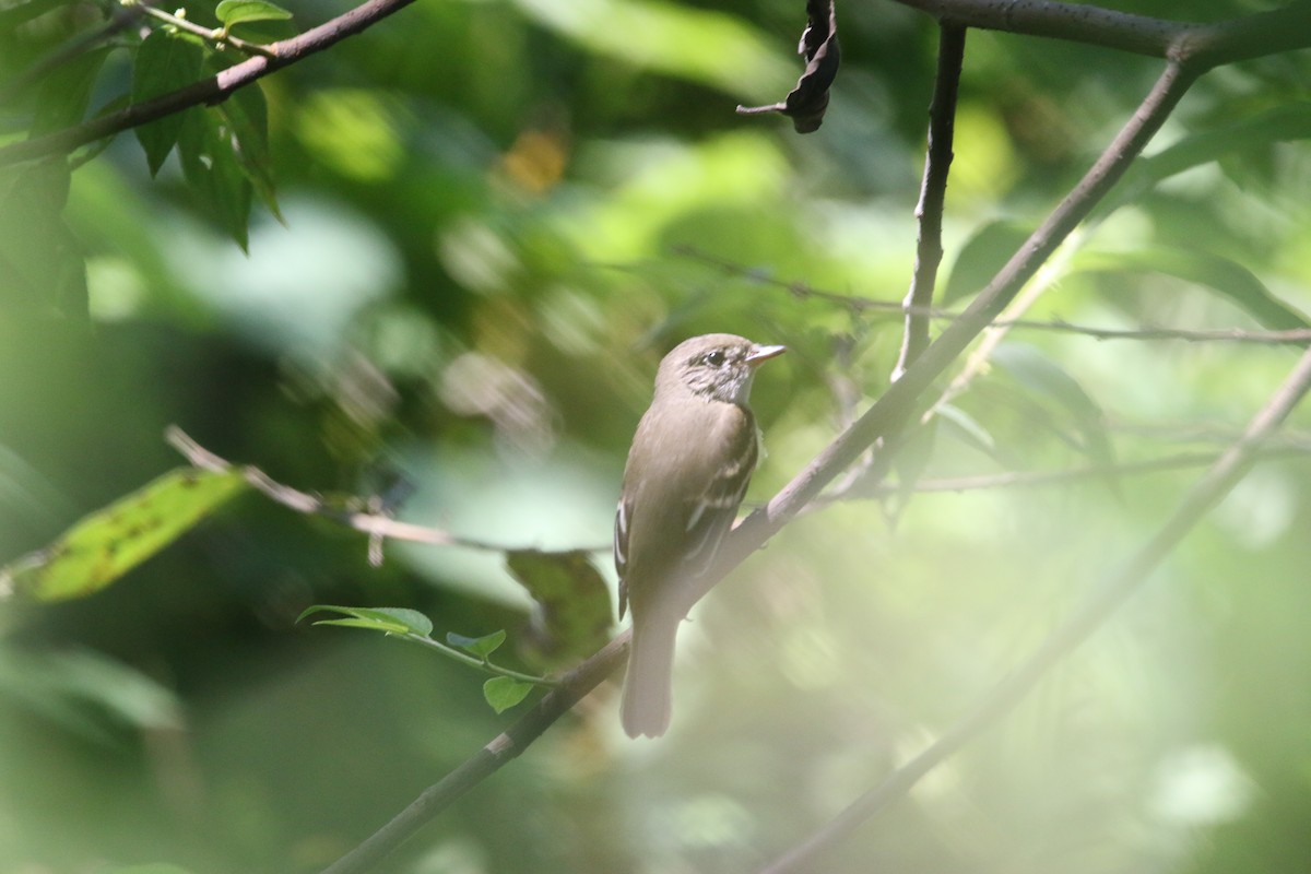 Alder Flycatcher - ML623900887