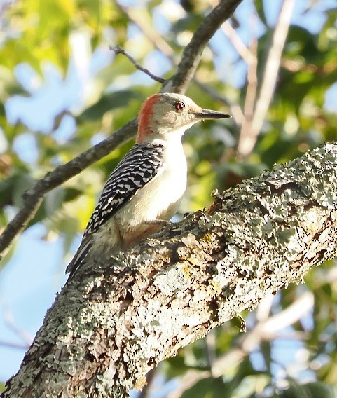 Red-bellied Woodpecker - ML623900914