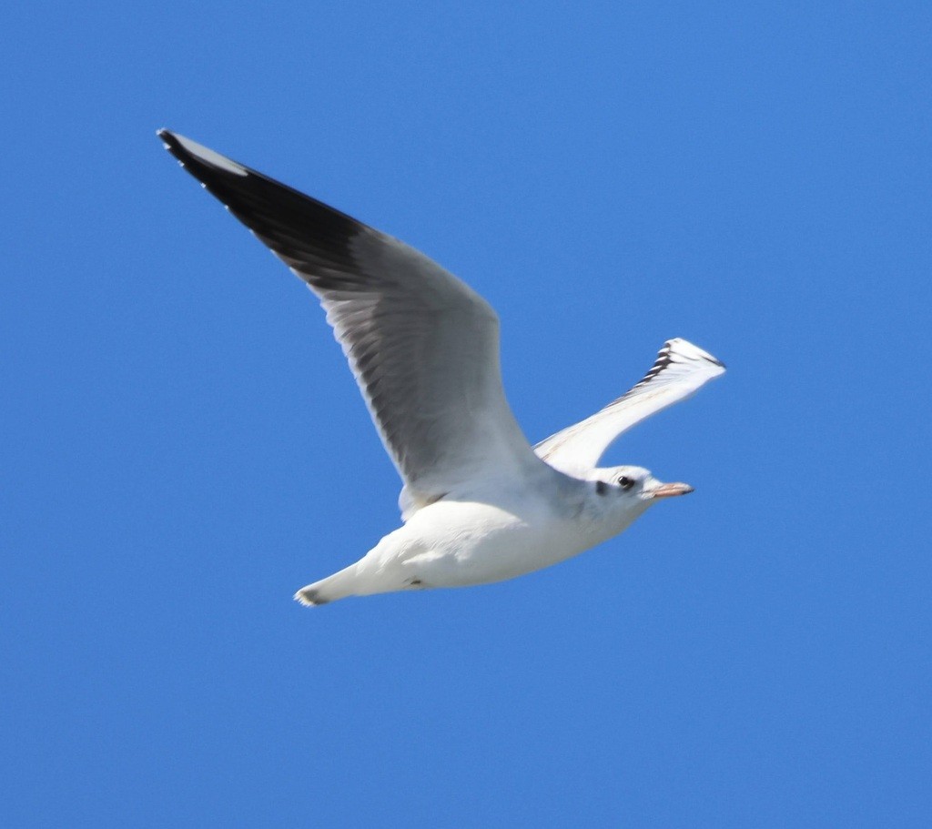 Brown-hooded Gull - ML623900934