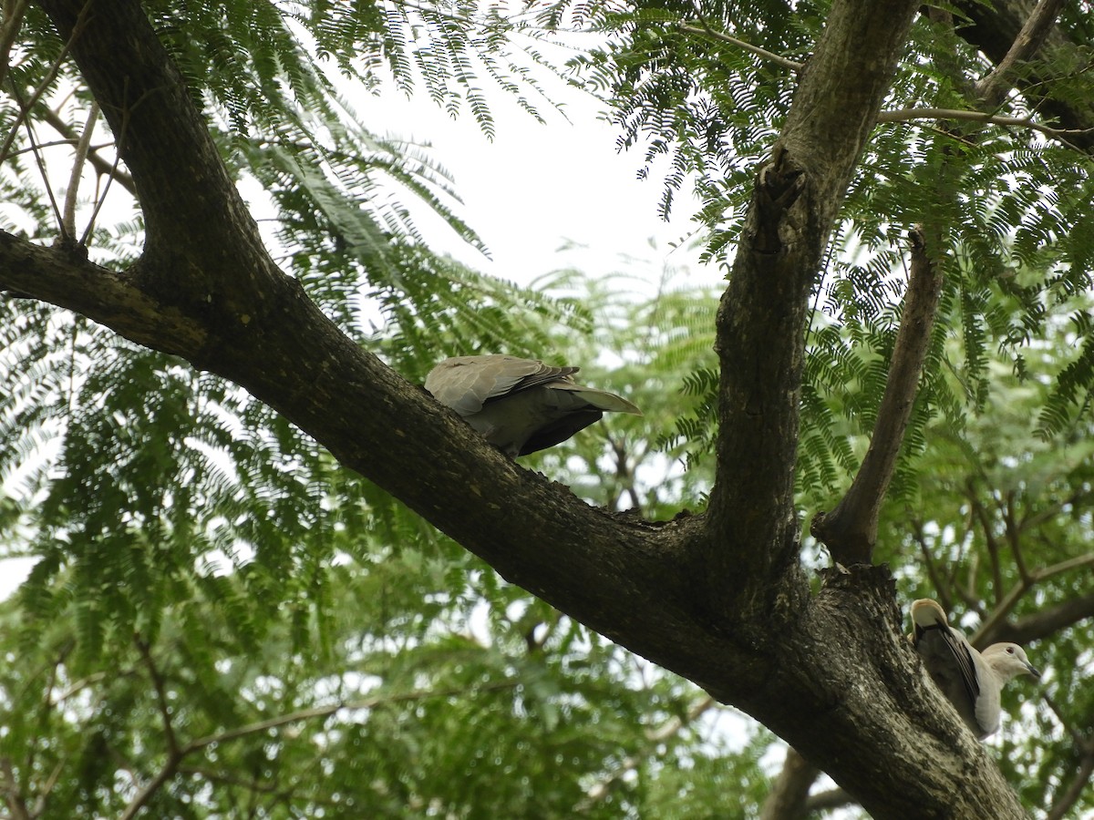 Eurasian Collared-Dove - ML623900957