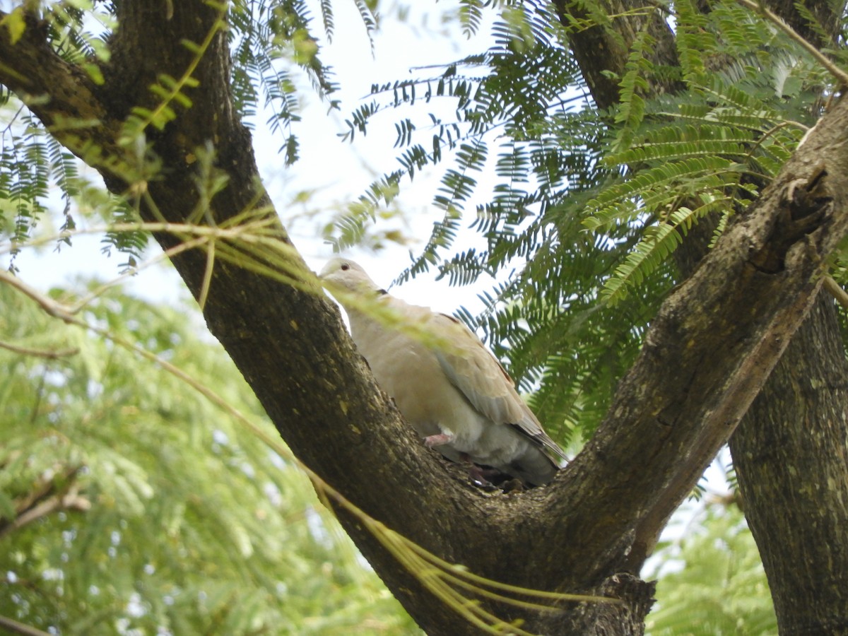 Eurasian Collared-Dove - ML623900958