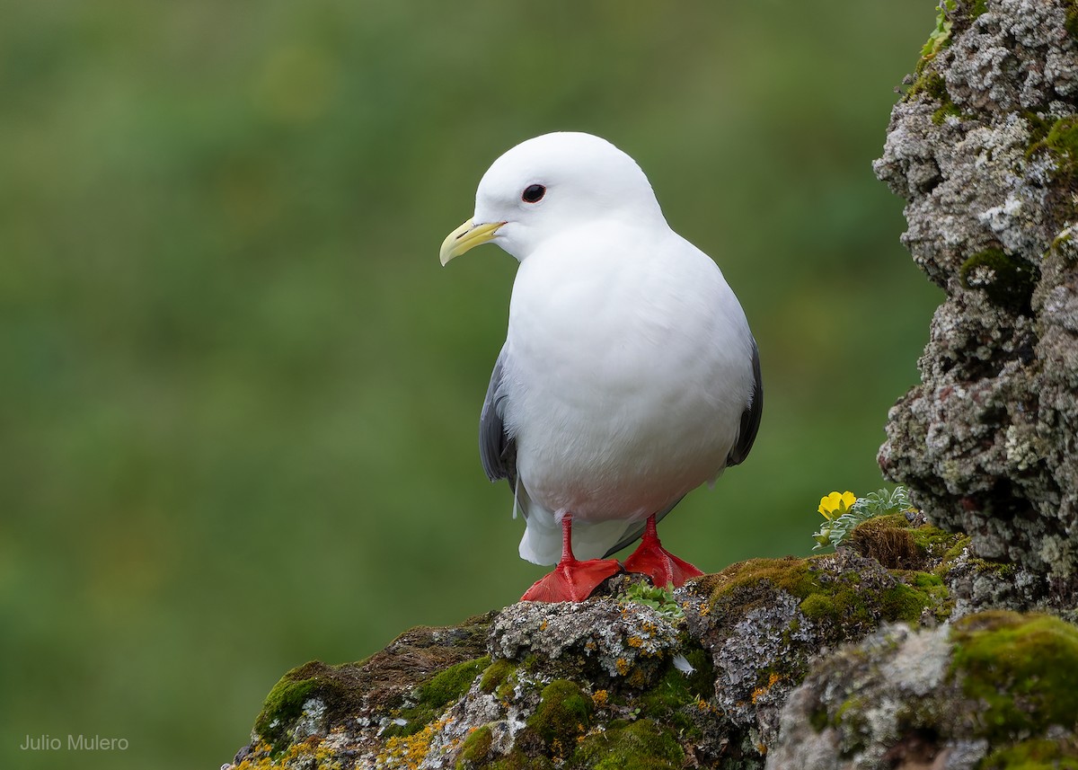 Red-legged Kittiwake - Julio Mulero