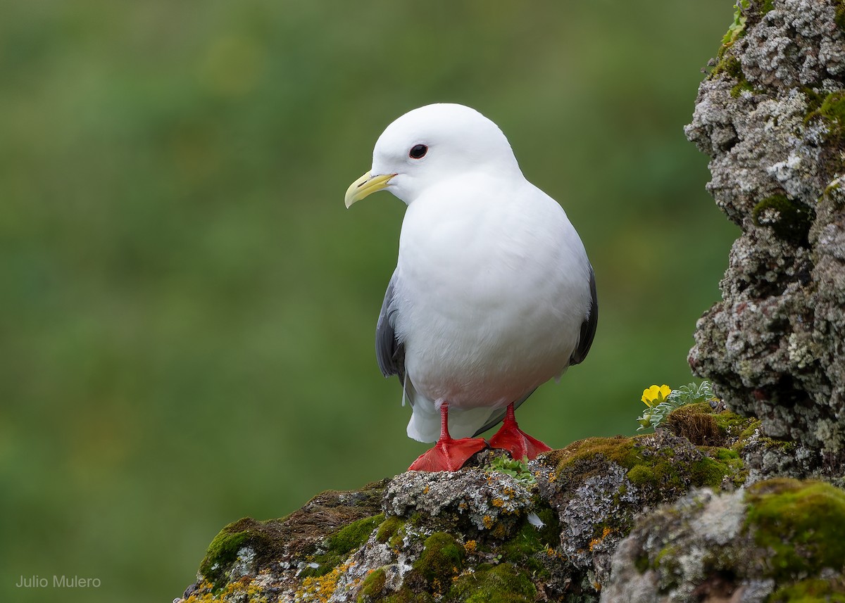 Red-legged Kittiwake - ML623900973