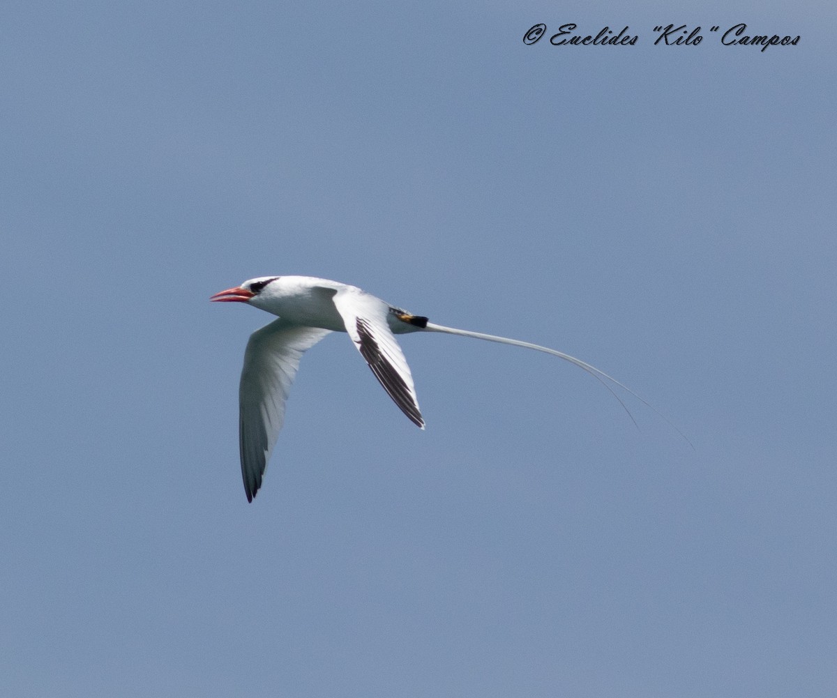 Red-billed Tropicbird - ML623900990