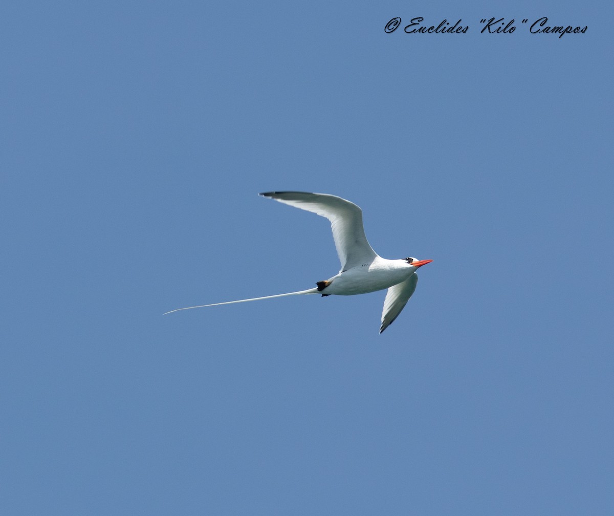 Red-billed Tropicbird - Euclides "Kilo" Campos