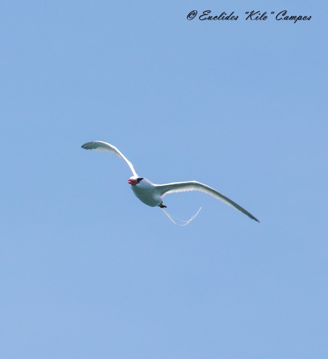 Red-billed Tropicbird - ML623900992