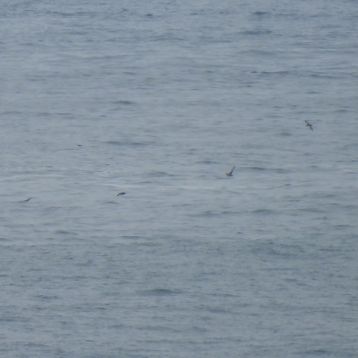 Sooty Shearwater - ML623900994