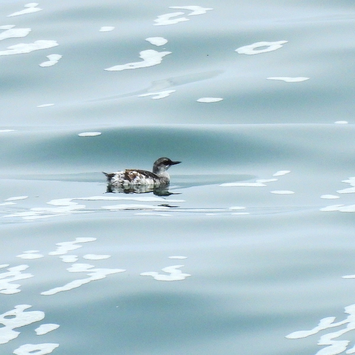 Pigeon Guillemot - ML623900996