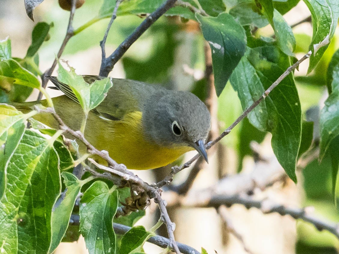 Nashville Warbler - ML623901007
